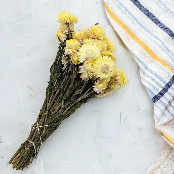 Torkad Helichrysum - (Helichrysum) - Citron