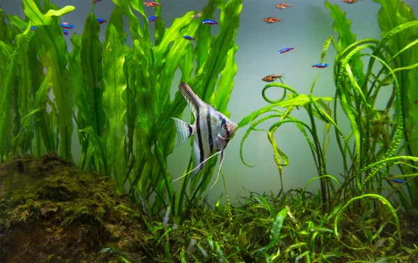 LED-akvarielampa BELKA LED 40cm FULL Spectrum ULTRA SLIM