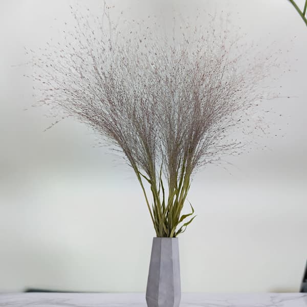 Switchgrass (Panicum virgatum) - Luonnollinen