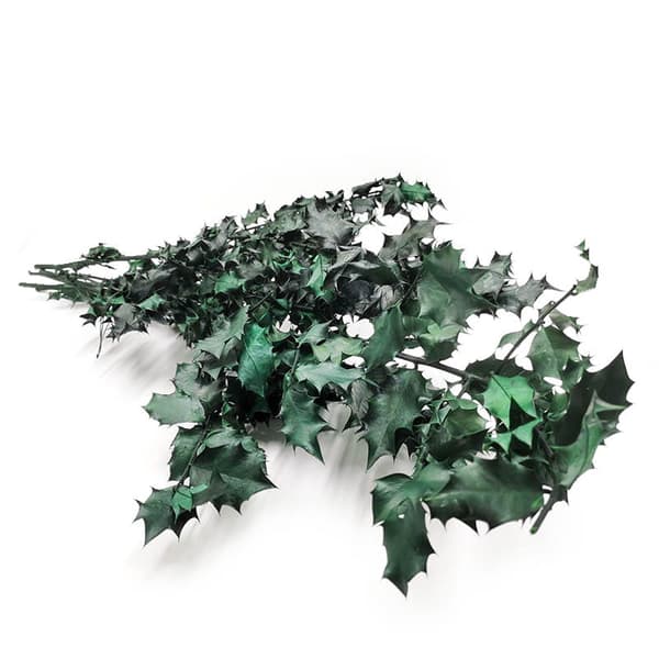 Stabiliseret kristtorn - (Ilex) - Grøn