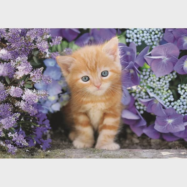 Katt Ginger 500-bitars kompakt pussel Clementoni