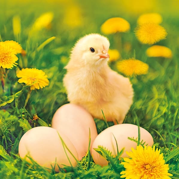 Easter napkin with chick and egg 20-pack 33x33 cm