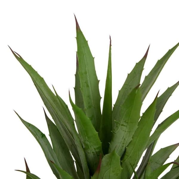 Kunstig Agave Moda H.61cm grøn