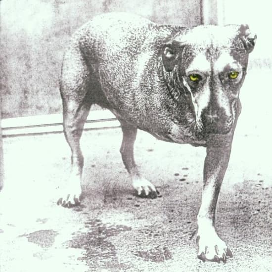 Alice In Chains - Alice In Chains (CD)