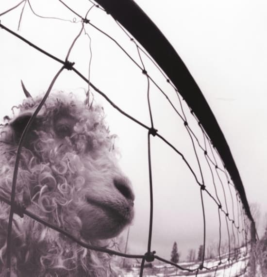 Pearl Jam - Vs. Vinyylipainos (Remasteroitu) (LP)