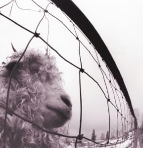 Pearl Jam - Vs. Vinyylipainos (Remasteroitu) (LP)