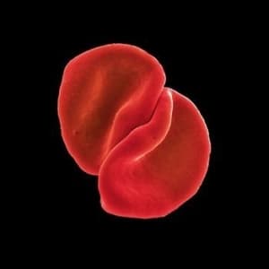 Peter Gabriel - Scratch My Back (CD)