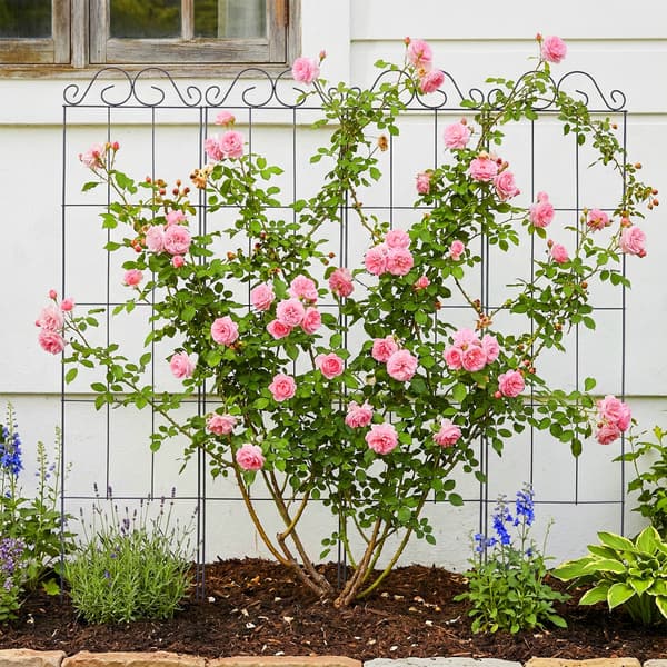 Trellis sæt 116x30x0,5 cm sort stål, Kodustaar