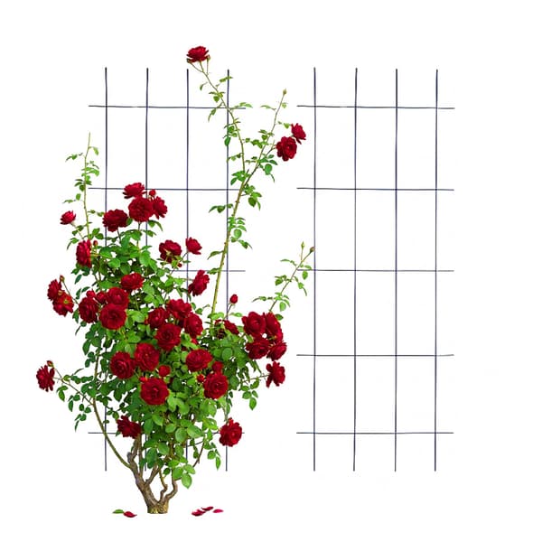 Trellis Set Metall, Kodustaar