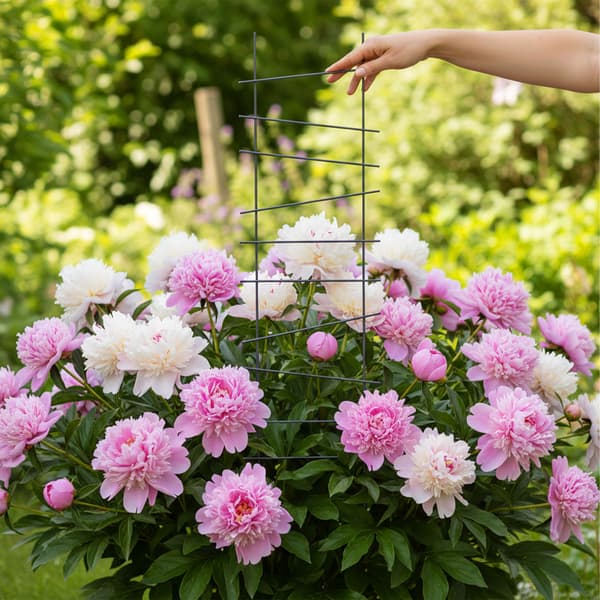 Trellis Set 115x28x0,5 cm Svart Stål, Kodustaar