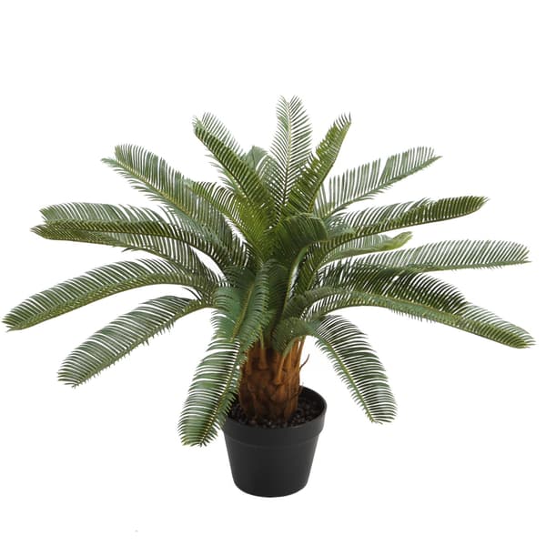 Tekokasvi Cycas 70 cm Vihreä