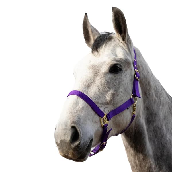 HYCONIC Horse Headcollar