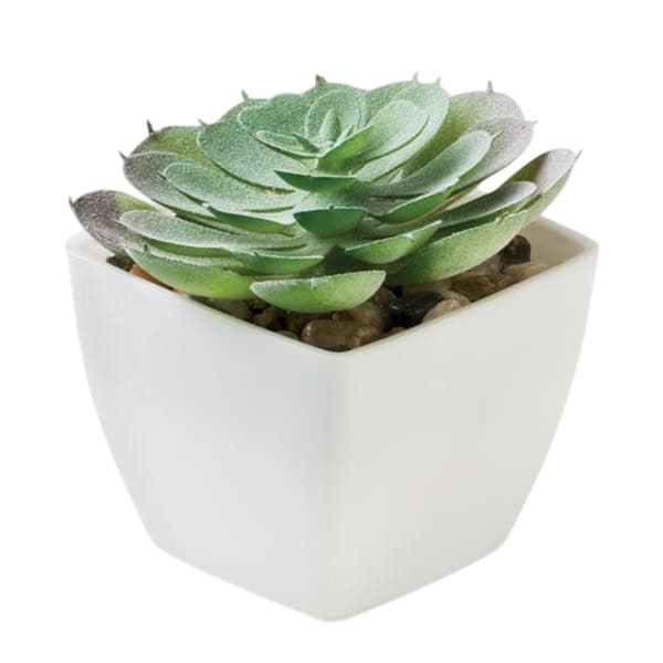 MidOcean Artieche Polypropylene Echeveria Mini Artificial Plant