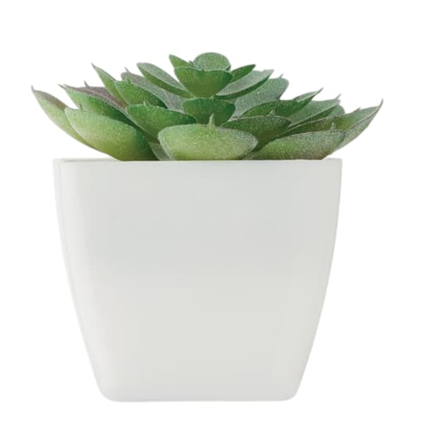 MidOcean Artieche polypropeeni Echeveria mini tekokasvi