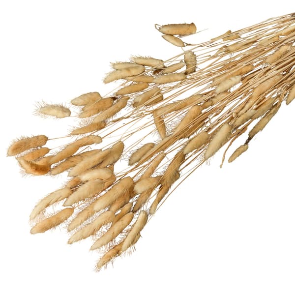 Hill Interiors Bunny Tail Dried Plant