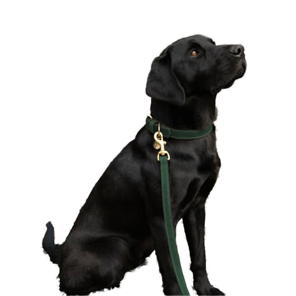 Benji & Flo Noble Suede Hundkoppel