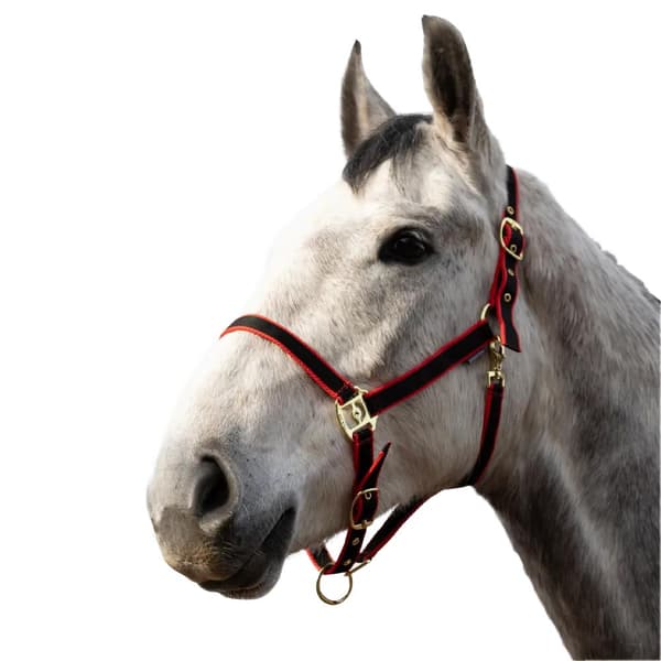 HYCONIC Horse Headcollar