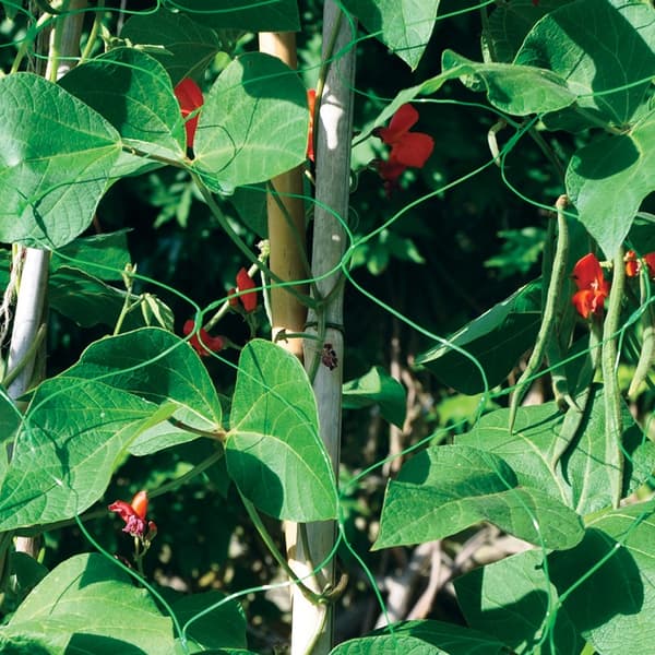 Kingfisher Pea & Bean Netting 4 x 1.7m