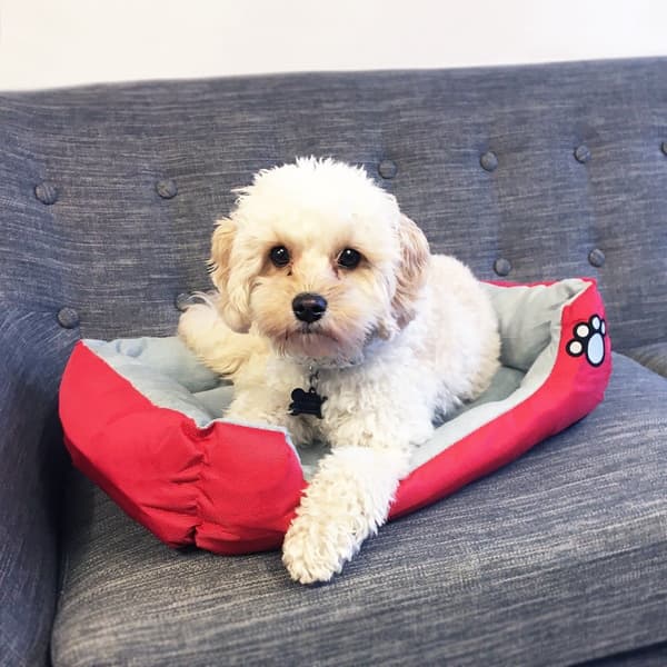 Dog bed / cat bed 55 - 80 cm multiple colors