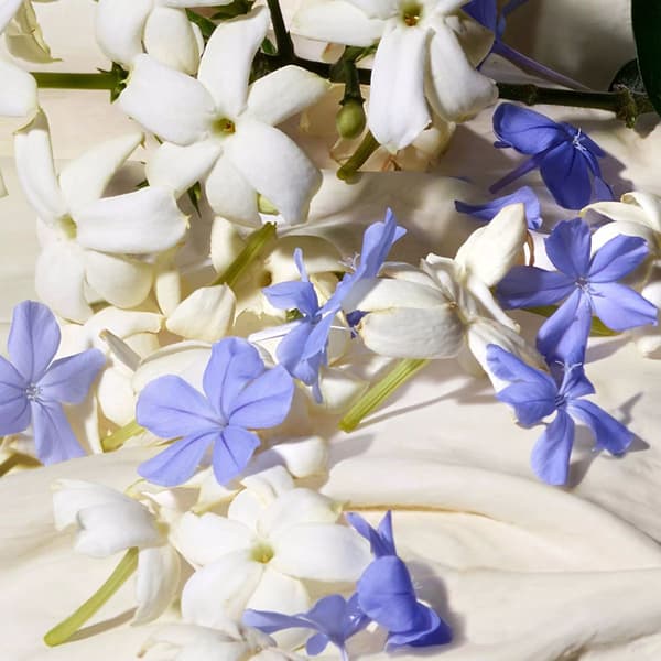 Dolce & Gabbana Dolce Blue Jasmine 50ml