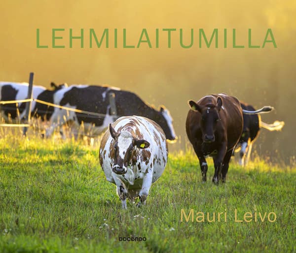 Lehmilaitumilla