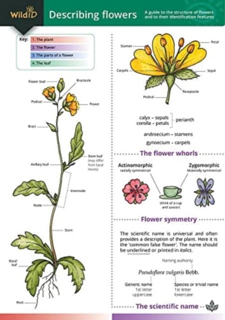 Describing Flowers