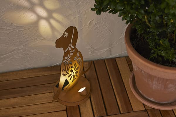 Oxidog aurinkokennokoriste