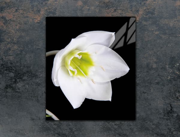SKÄRBRÄDA I GLAS 45x52 ORCHID