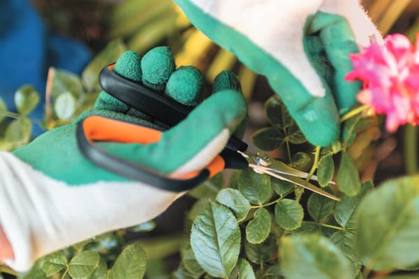 FISKARS SOLID trädgårdssax för klippning, beskärning och blomning av växter