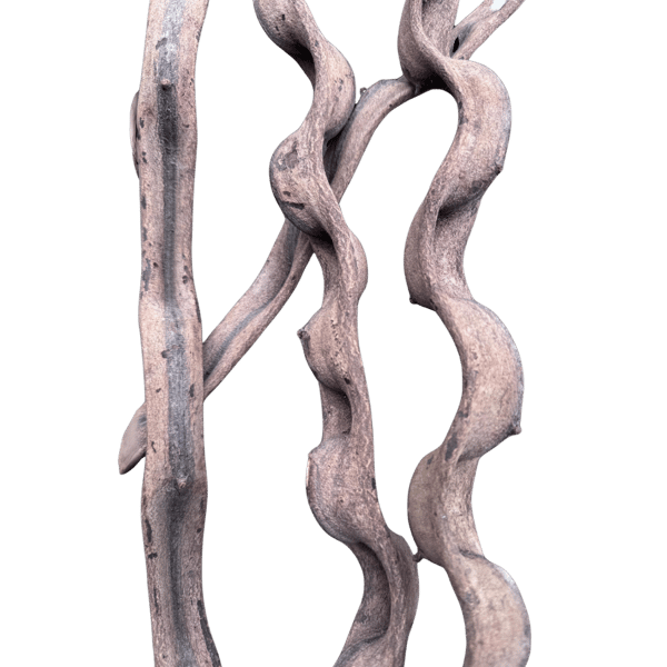 Tropisk lian 5-6 cm / 50 cm