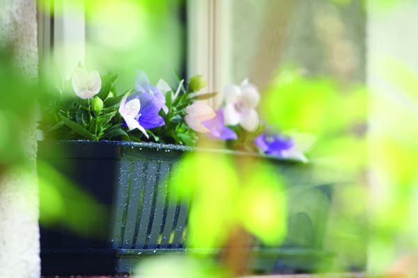AGRO IS700 Balkongväxt | Antracit