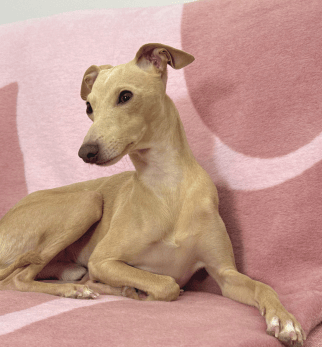 Bomuldstæppe IGGY Pink Lukier