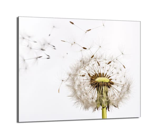 Glasskydd för spishäll 60x52 Blomma