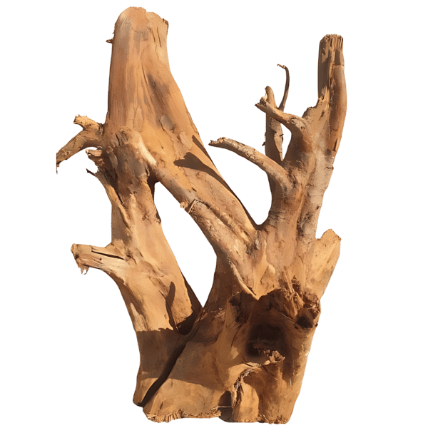 Mangroverod 40-50 cm