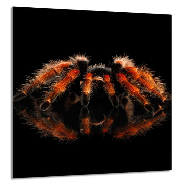 KEITTIÖN LASIPANEELI 60x65 Hämähäkki