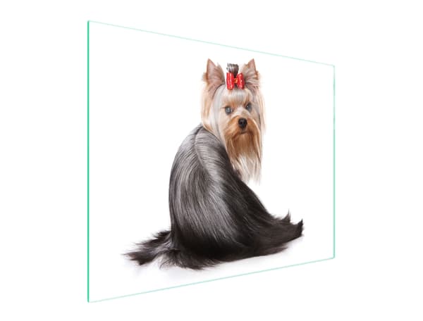 GLAS SKÄRBRÄDA 52x40 HUND