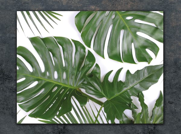 SKÄRBRÄDA I GLAS 30x22 MONSTERA