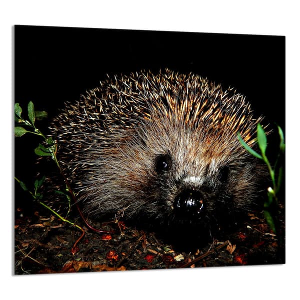 KEITTIÖN LASIPANEELI 65x60 Siili