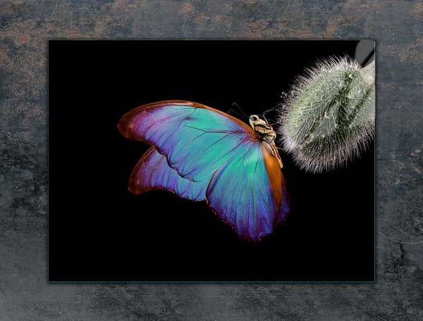 GLASSKYDDSPLÅT FÖR SPIS 70x52 BUTTERFLY