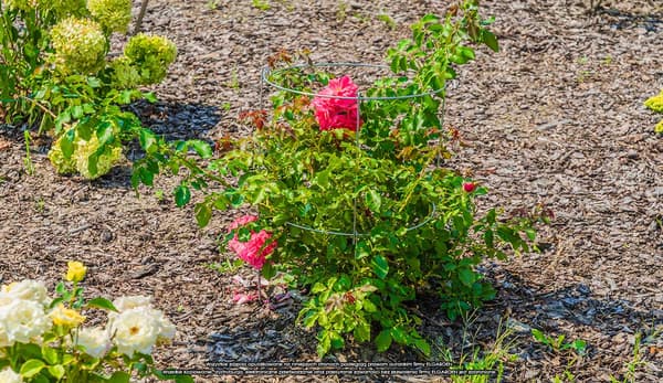 ELGarden blomsterstativ med hjul x2 60