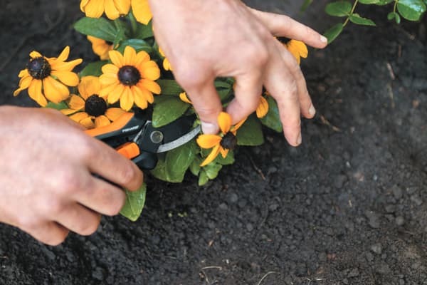 FISKARS SOLID Trädgårdssekatör för att klippa blommor och kvistar - Trådavbitare