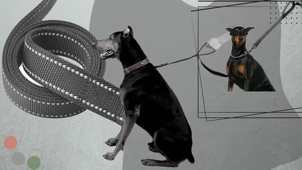 Lang stærk træningsline til hund 5 meter