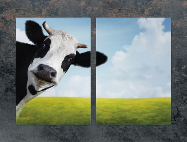 GLASPLADE TIL KØKKEN 2x35x52 COW