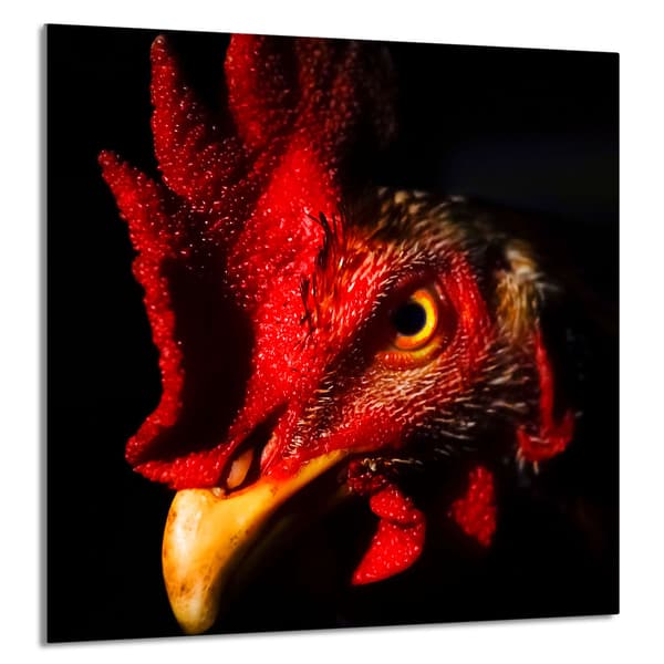 GLASPANEL FÖR KÖK 60x65 Rooster