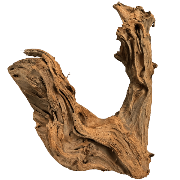 Mangroverot 20-35 cm