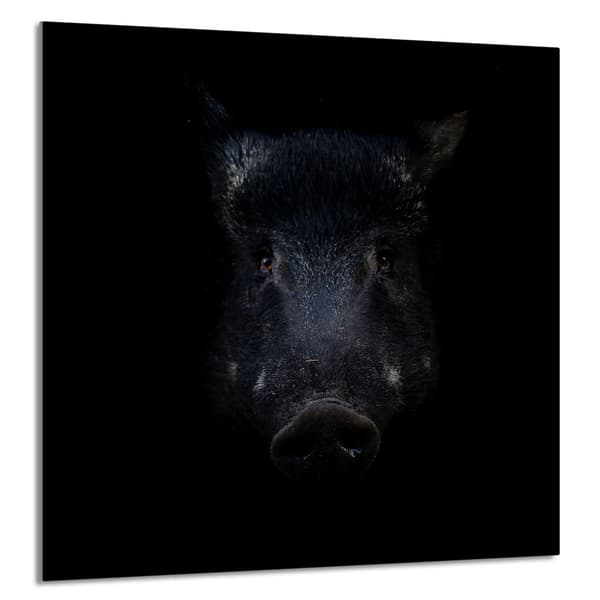 GLASPANEL FÖR KÖK 60x65 Vildsvin