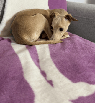 Bomuldstæppe IGGY Lilly Pixel