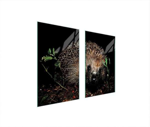 GLASSKYDDSPLÅT FÖR SPIS 75x52 HEDGEHOG