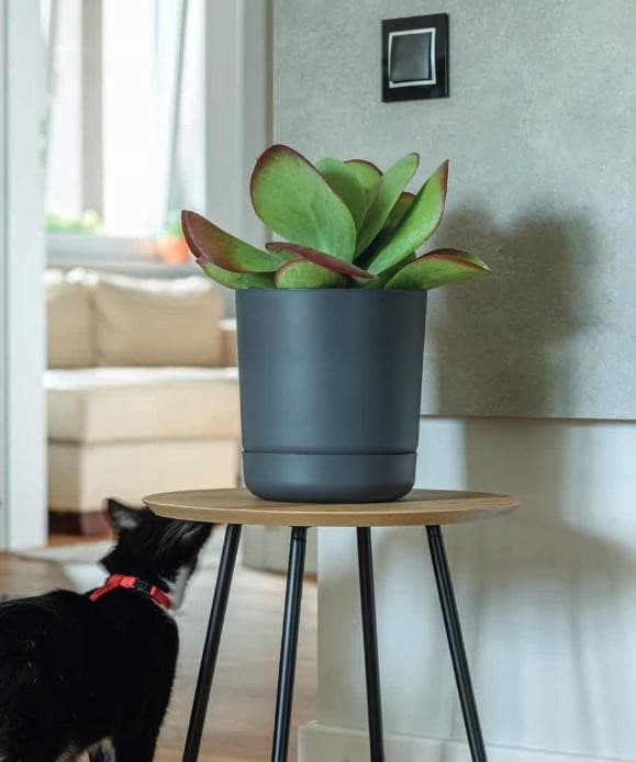 Satina 27 rektangulär blomkruka med fat | Vit