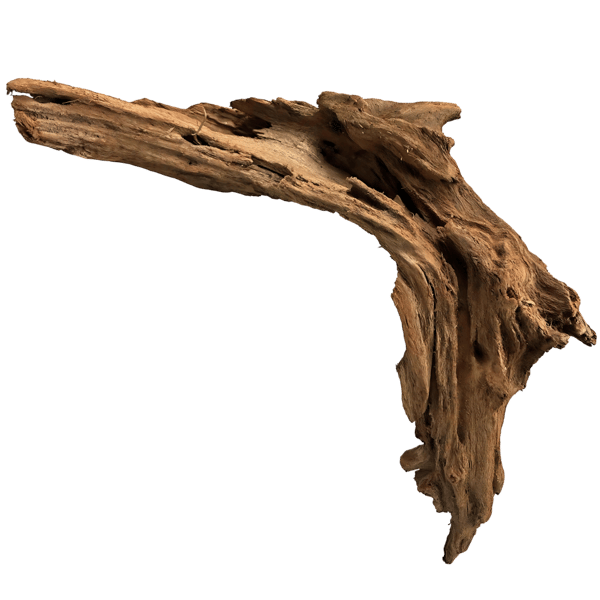 Mangroverot 20-35 cm